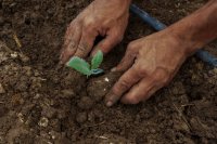Reviving The Land with Regenerative Agriculture: Lessons From Smallholder Farmers